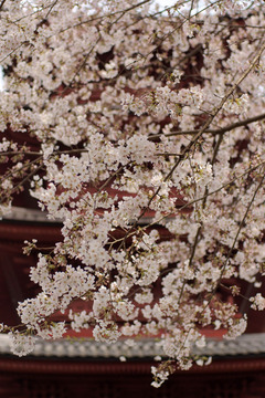 本門寺の桜