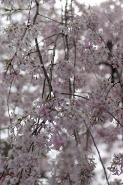 本門寺の桜