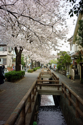 桜 2011