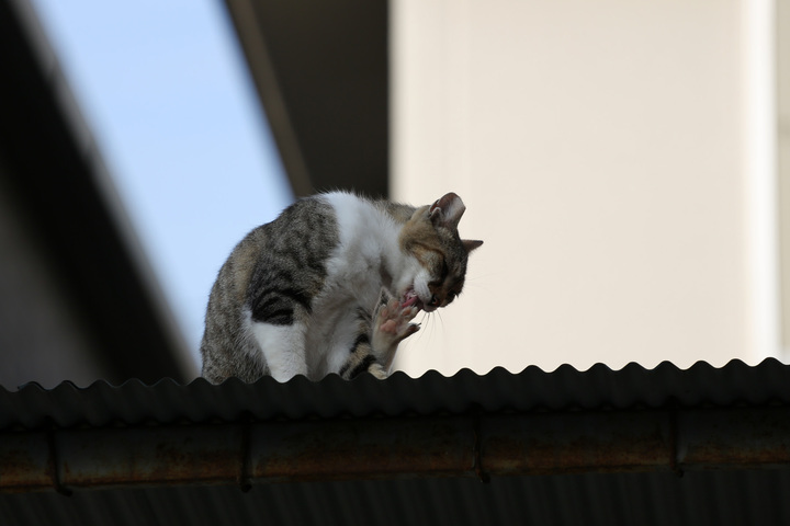 猫撮りの聖地・谷中