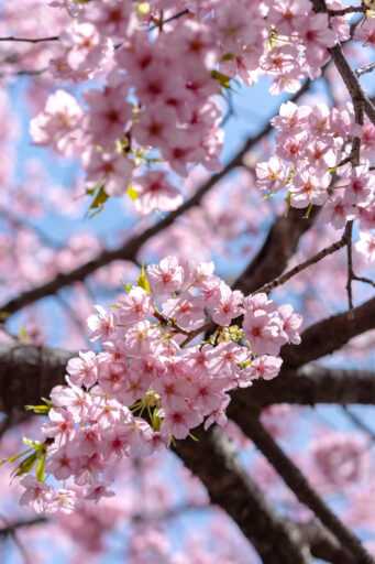 三浦海岸 桜まつり