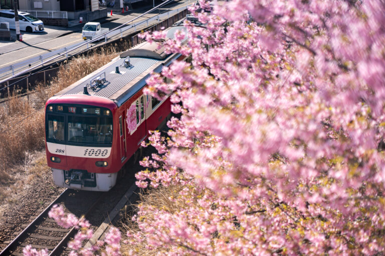 三浦海岸 桜まつり