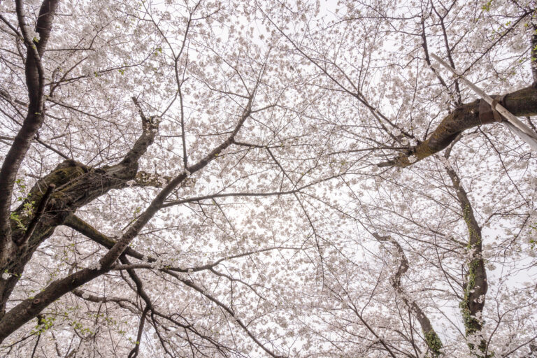 桜満つ