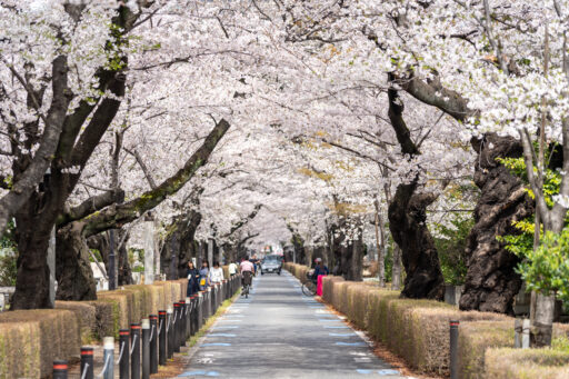 青山霊園