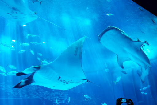 沖縄美ら海水族館