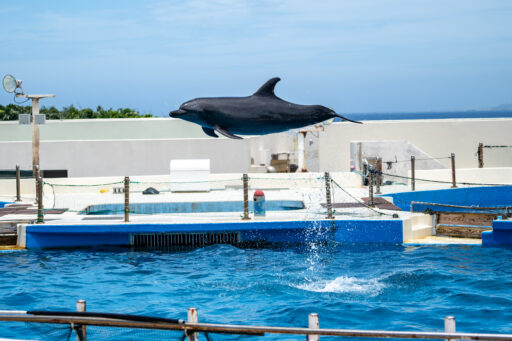 沖縄美ら海水族館