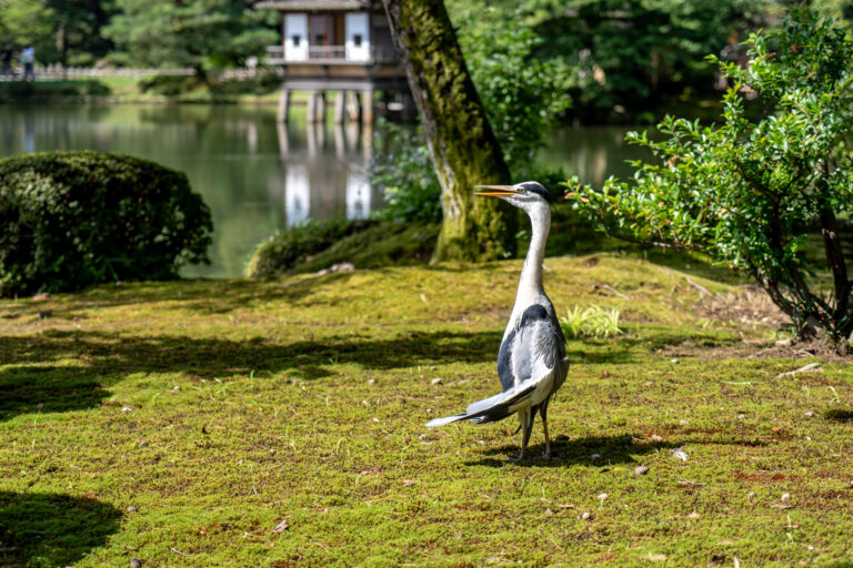 兼六園