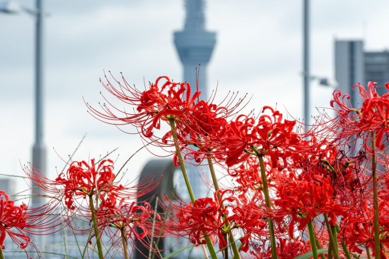 花の塔