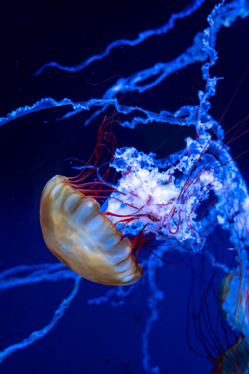 すみだ水族館