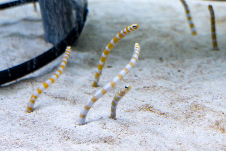 すみだ水族館