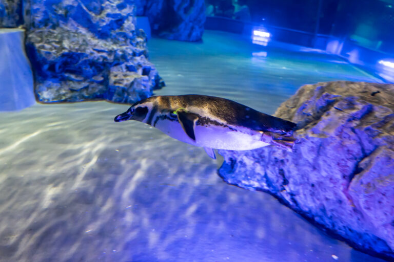 すみだ水族館