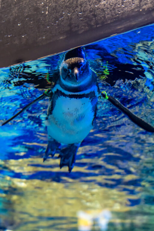 すみだ水族館