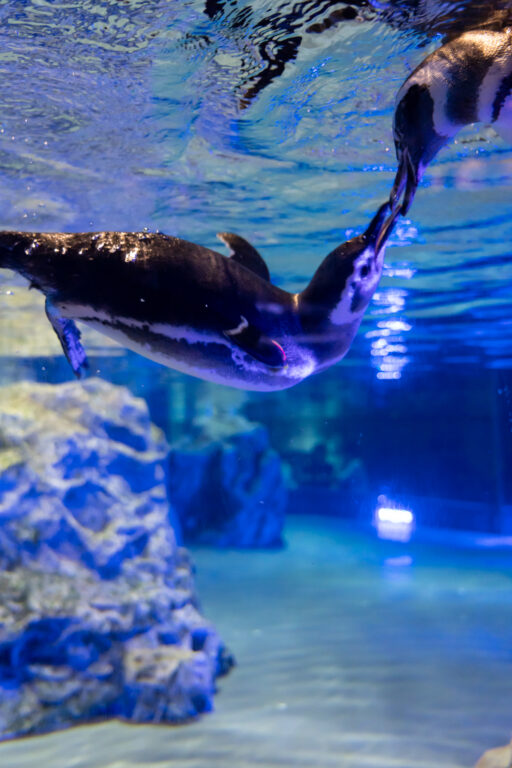 すみだ水族館