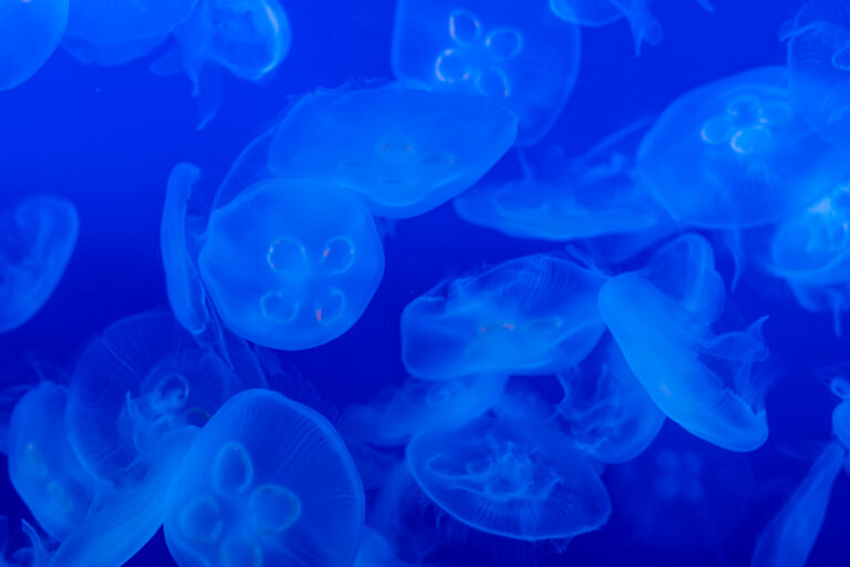 新江ノ島水族館