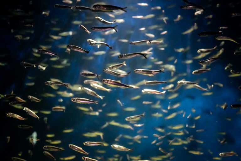 新江ノ島水族館