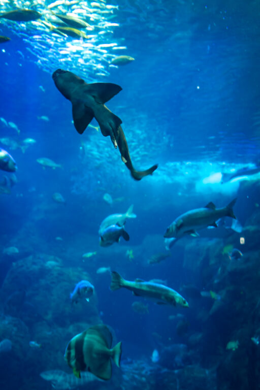 新江ノ島水族館