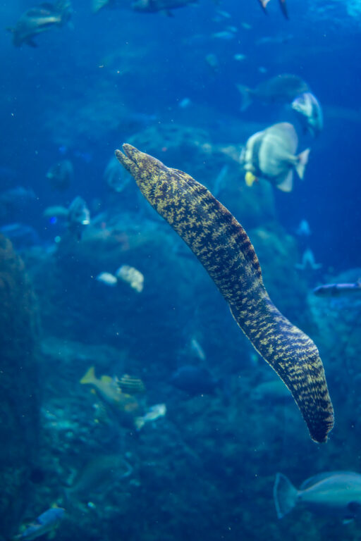 新江ノ島水族館