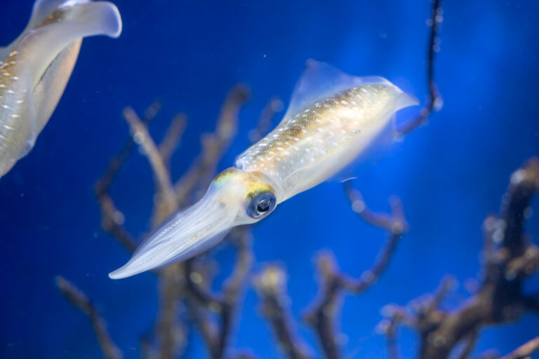 新江ノ島水族館