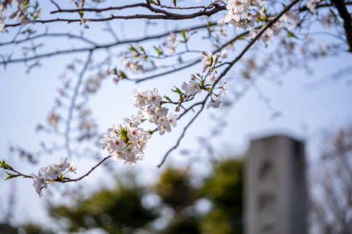 青山霊園