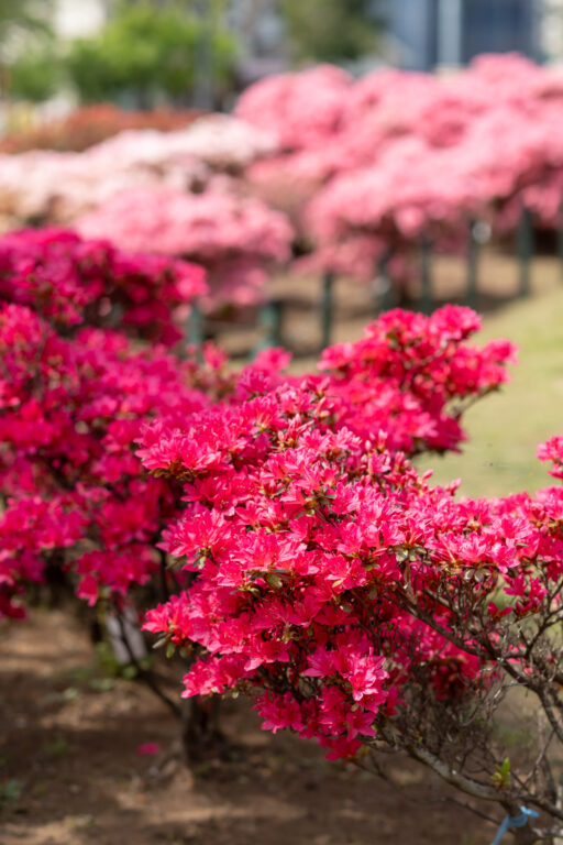 平成つつじ公園