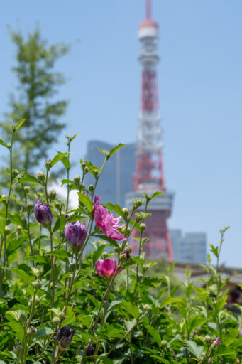 シャロンの薔薇