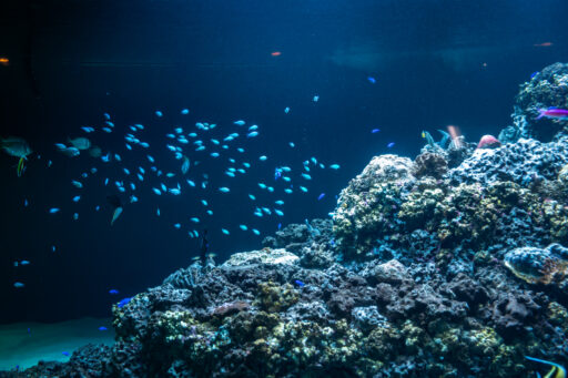 葛西臨海水族園