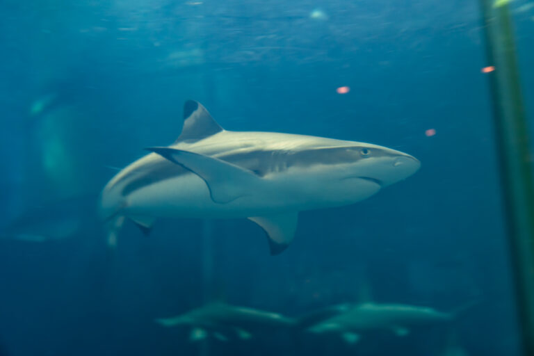 葛西臨海水族園