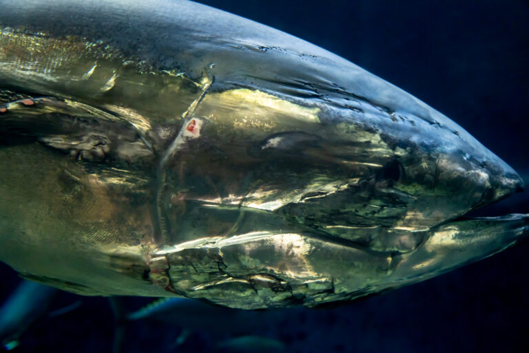葛西臨海水族園