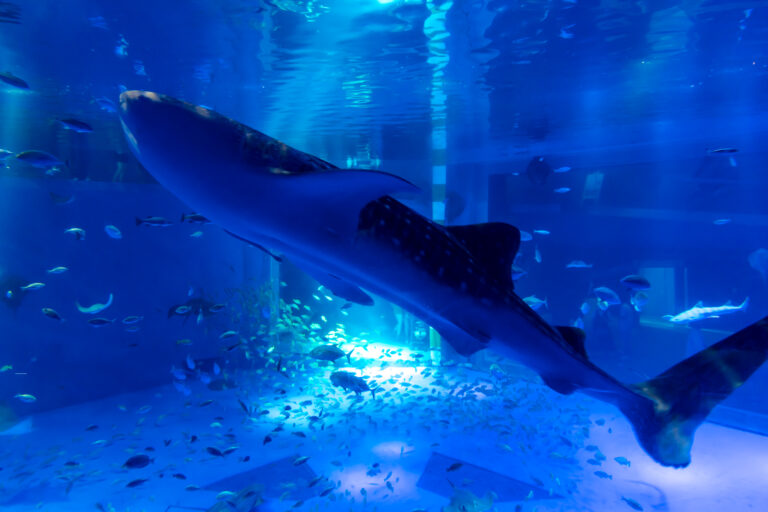 のとじま水族館