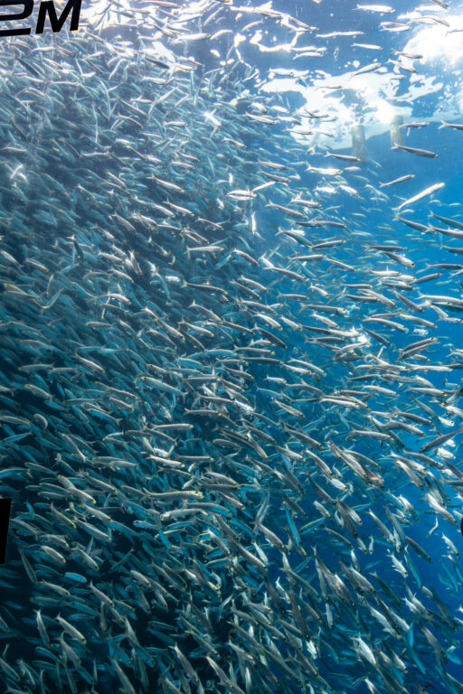 のとじま水族館