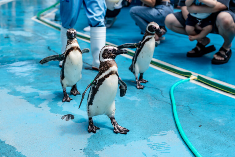 のとじま水族館