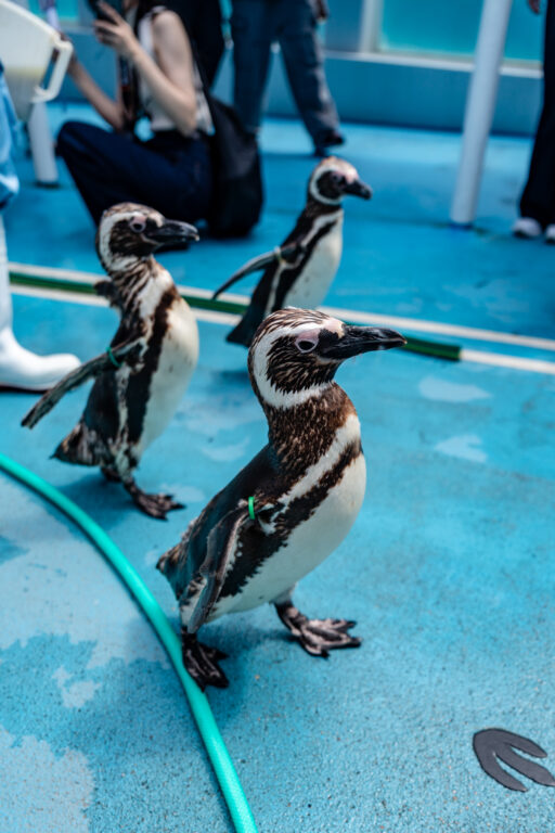のとじま水族館