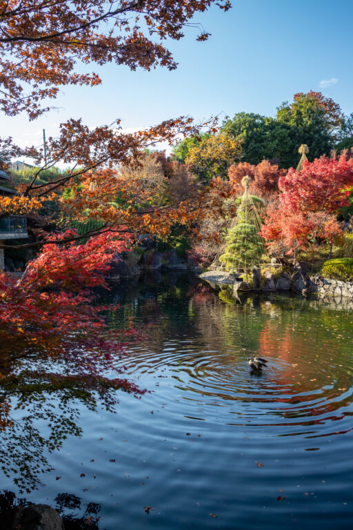 晩秋の目白庭園
