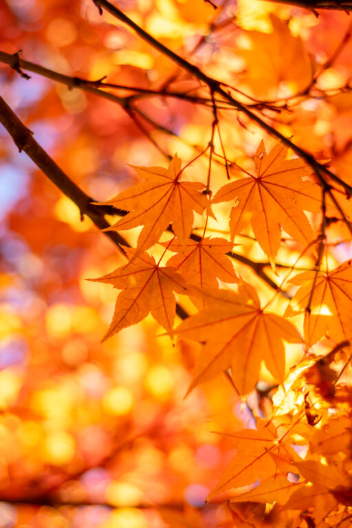 晩秋の目白庭園