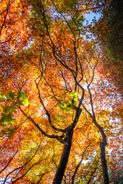 晩秋の目白庭園