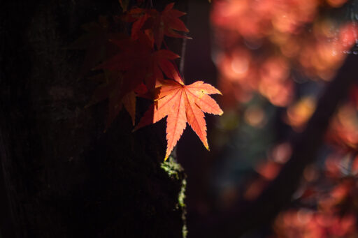 晩秋の目白庭園