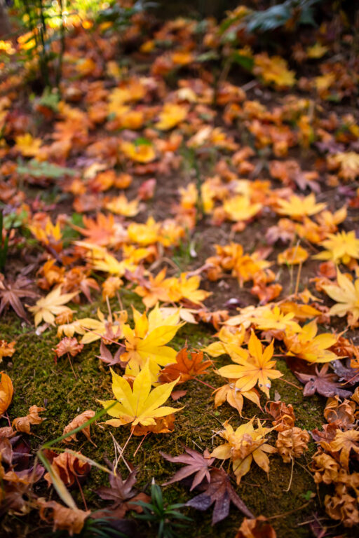 晩秋の目白庭園