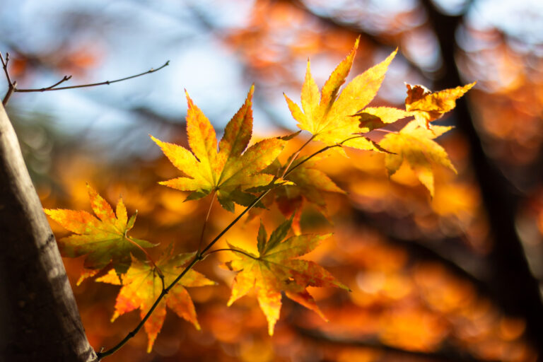 晩秋の目白庭園