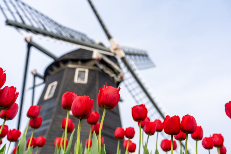 HUIS TEN BOSCH