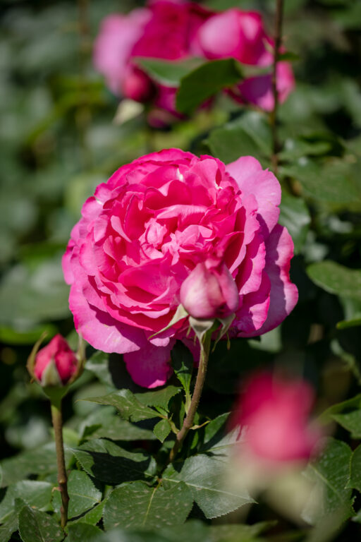La Vie en Rose