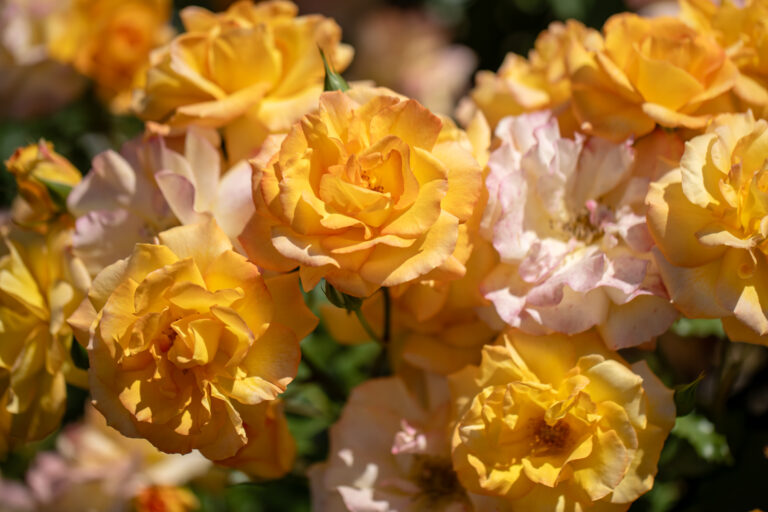 La Vie en Rose