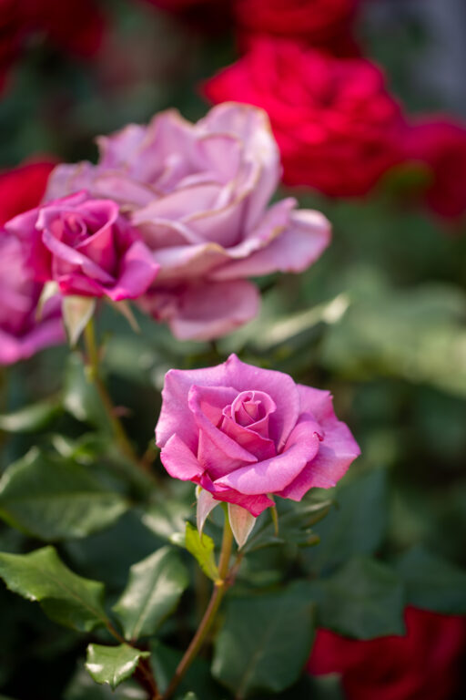 La Vie en Rose