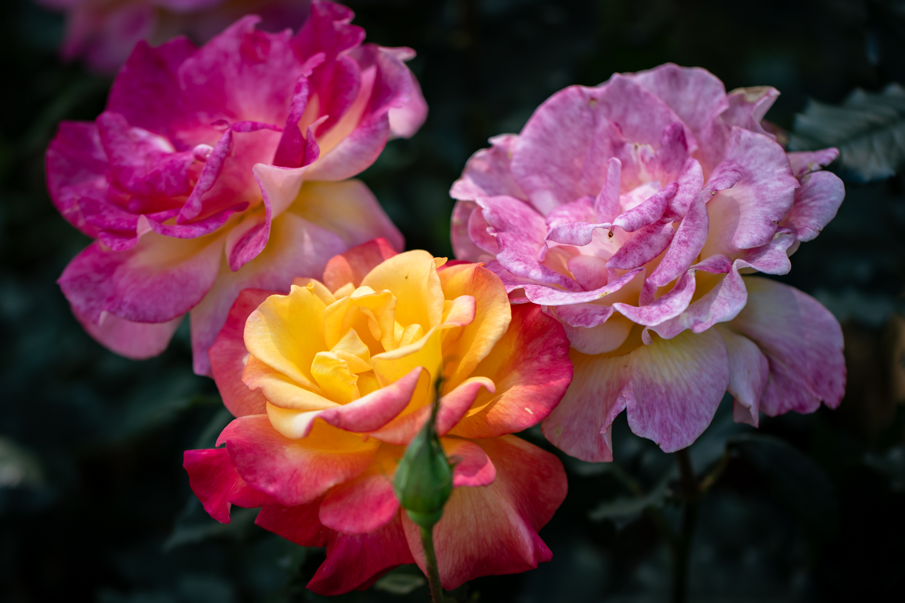 La Vie en Rose