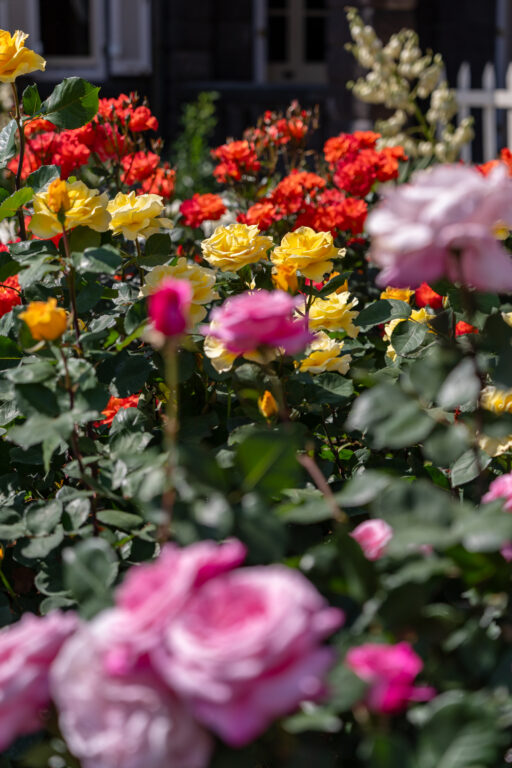 La Vie en Rose