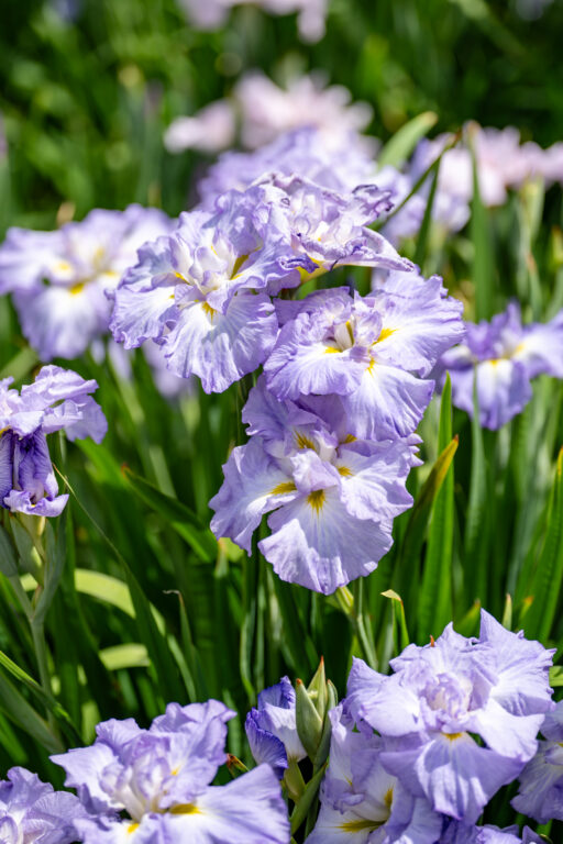 堀切菖蒲園