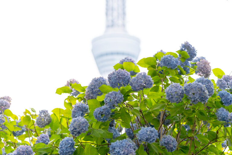 紫陽花