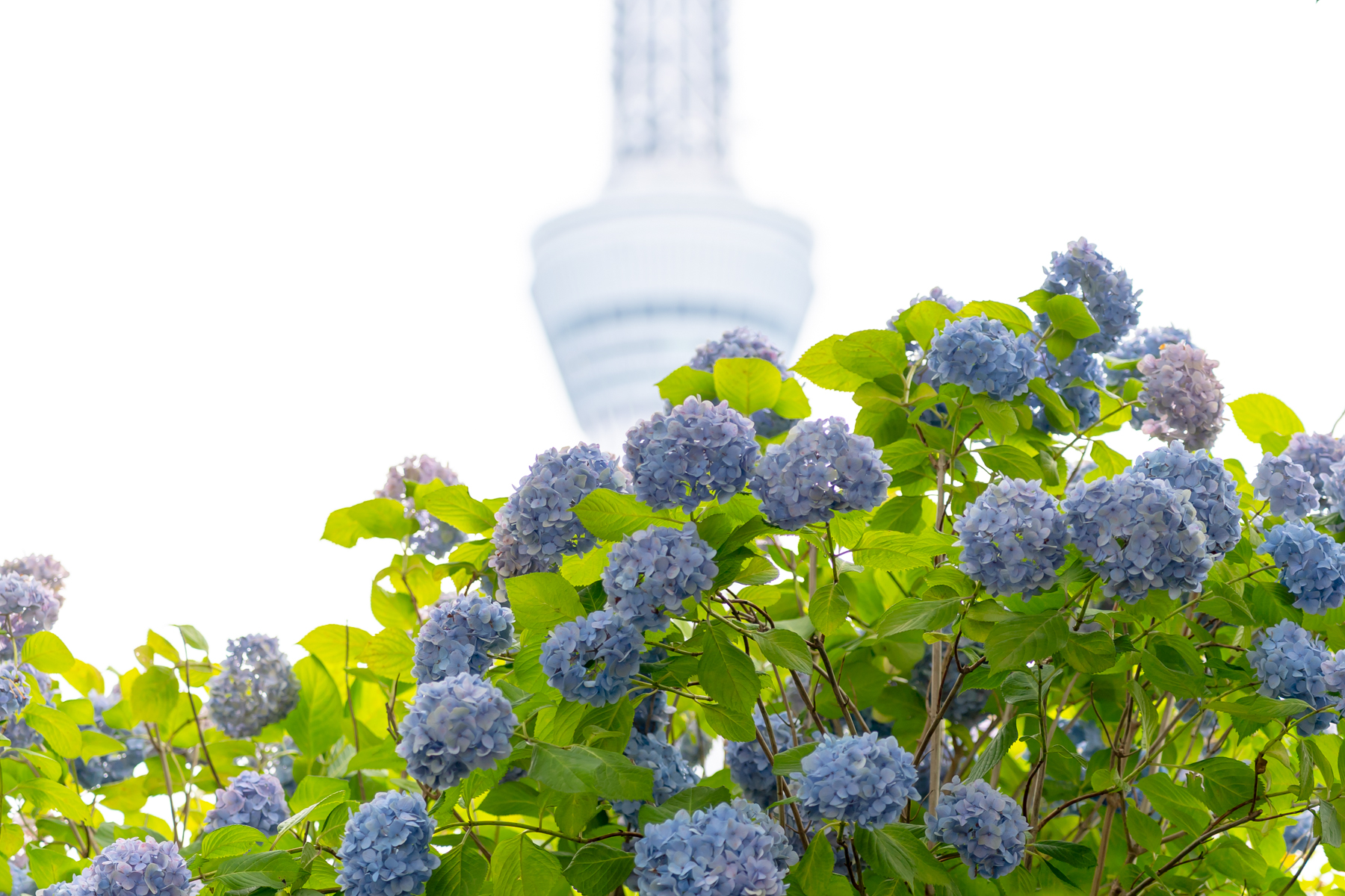 紫陽花