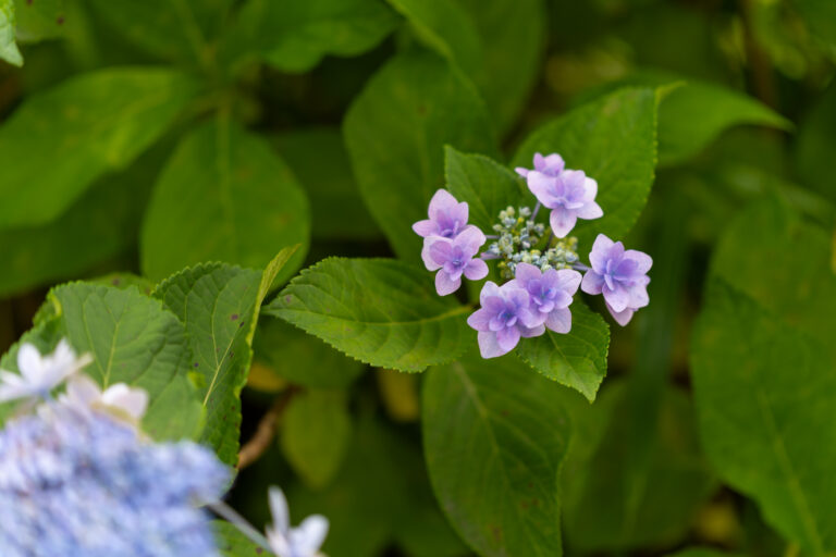 紫陽花