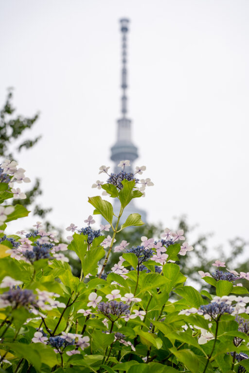 紫陽花