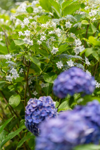 紫陽花